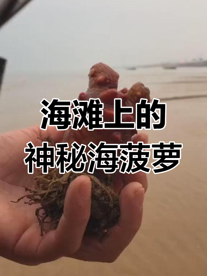 海滩捡到的海菠萝,去掉皮后竟然是这样!