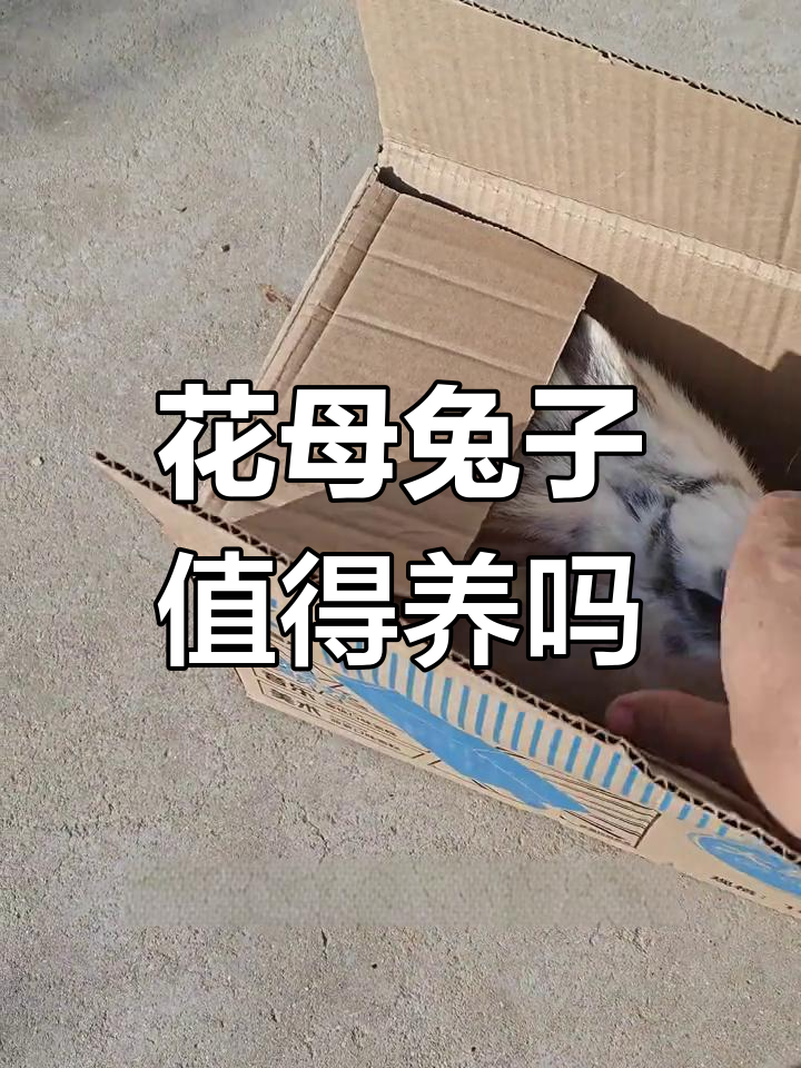 28元买花巨兔,值不值?