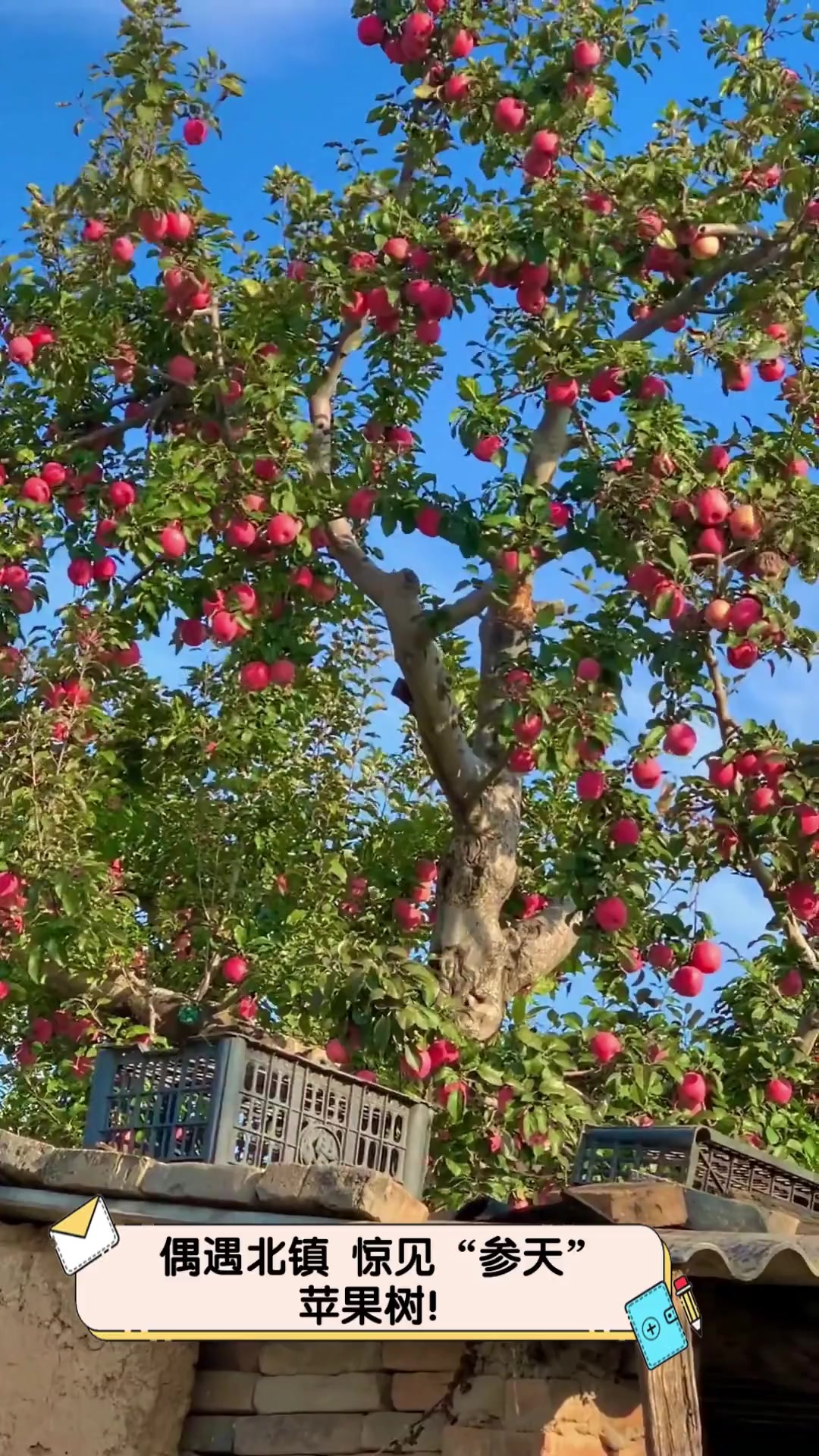 偶遇北镇,惊见"参天"苹果树!