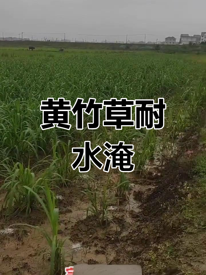 短暂积水对皇竹草生长无影响,根系强大抗倒伏