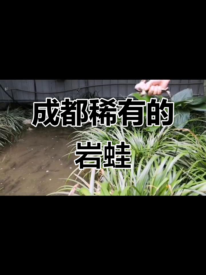 青城山稀有岩蛙,肉质鲜美却成濒危动物