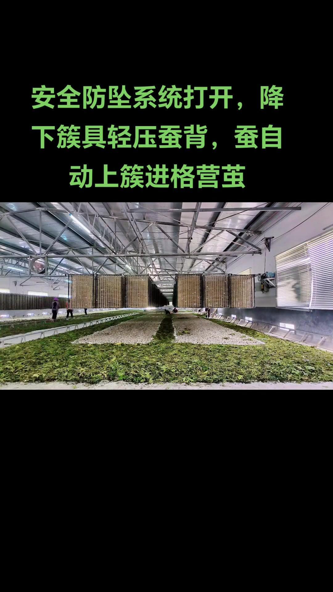 上簇技术 劳动人民的智慧 种桑养蚕 现场实拍 林胜堂蚕具 自动上簇架