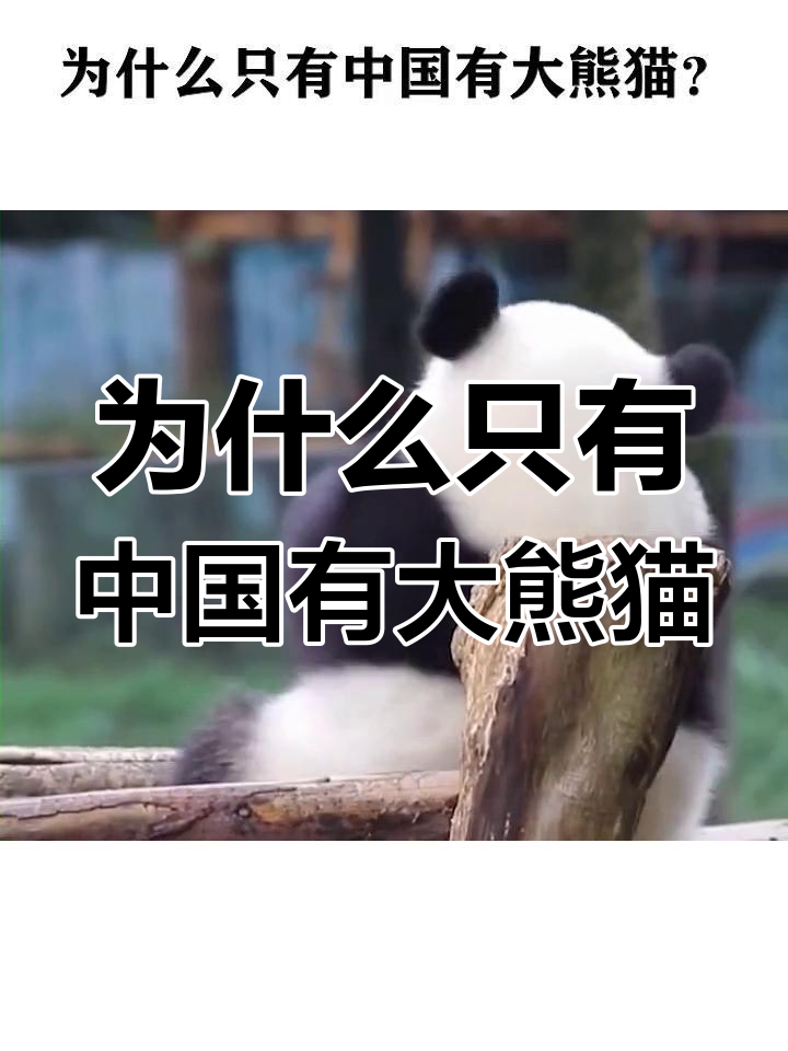 为什么熊猫是中国的国宝百科在线