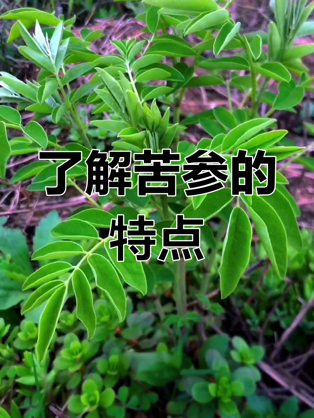 苦参:豆科槐属的独特草本植物,你认识吗?