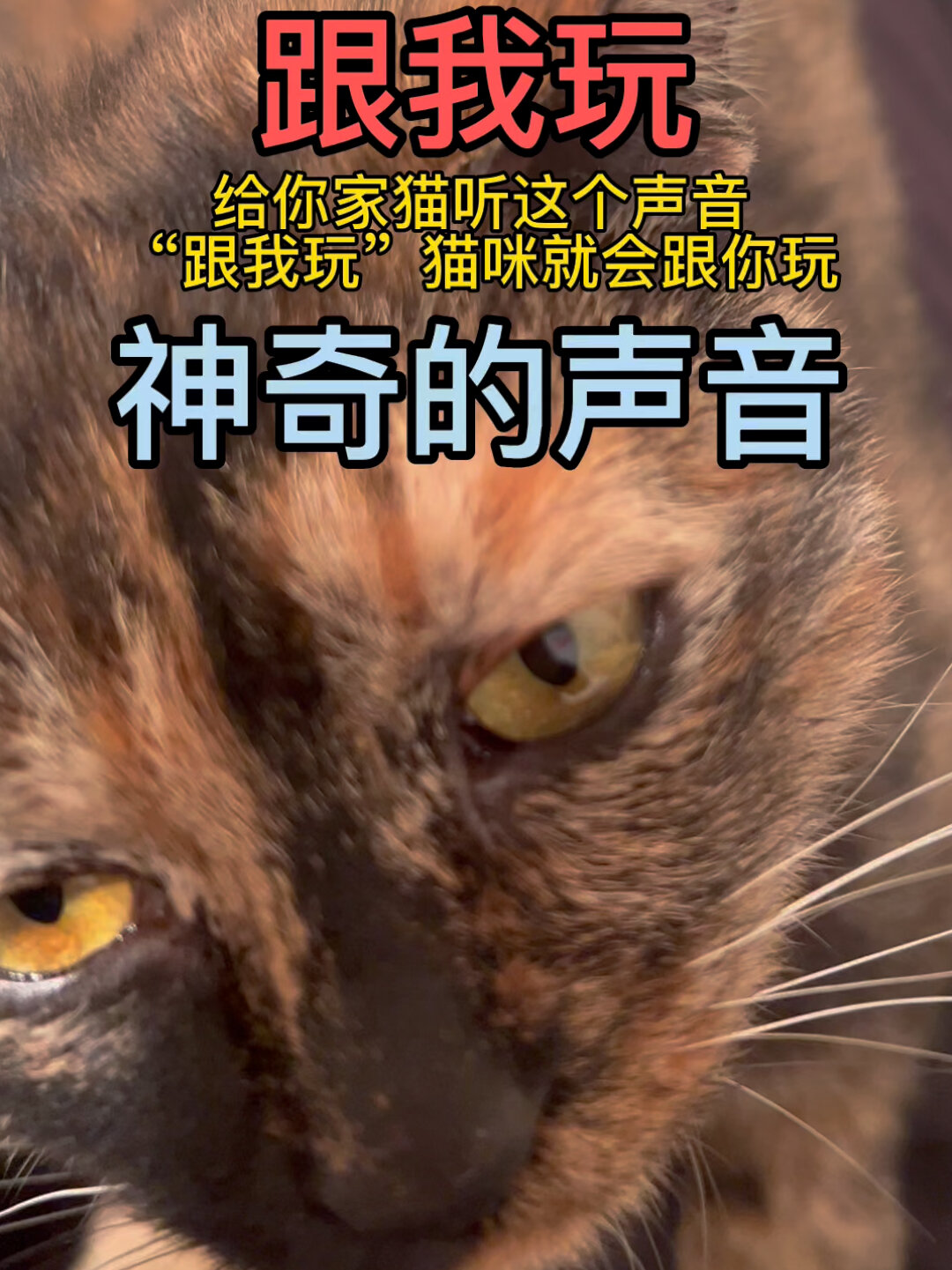 给你家猫听这个声音,跟我玩,猫咪就会跟你玩