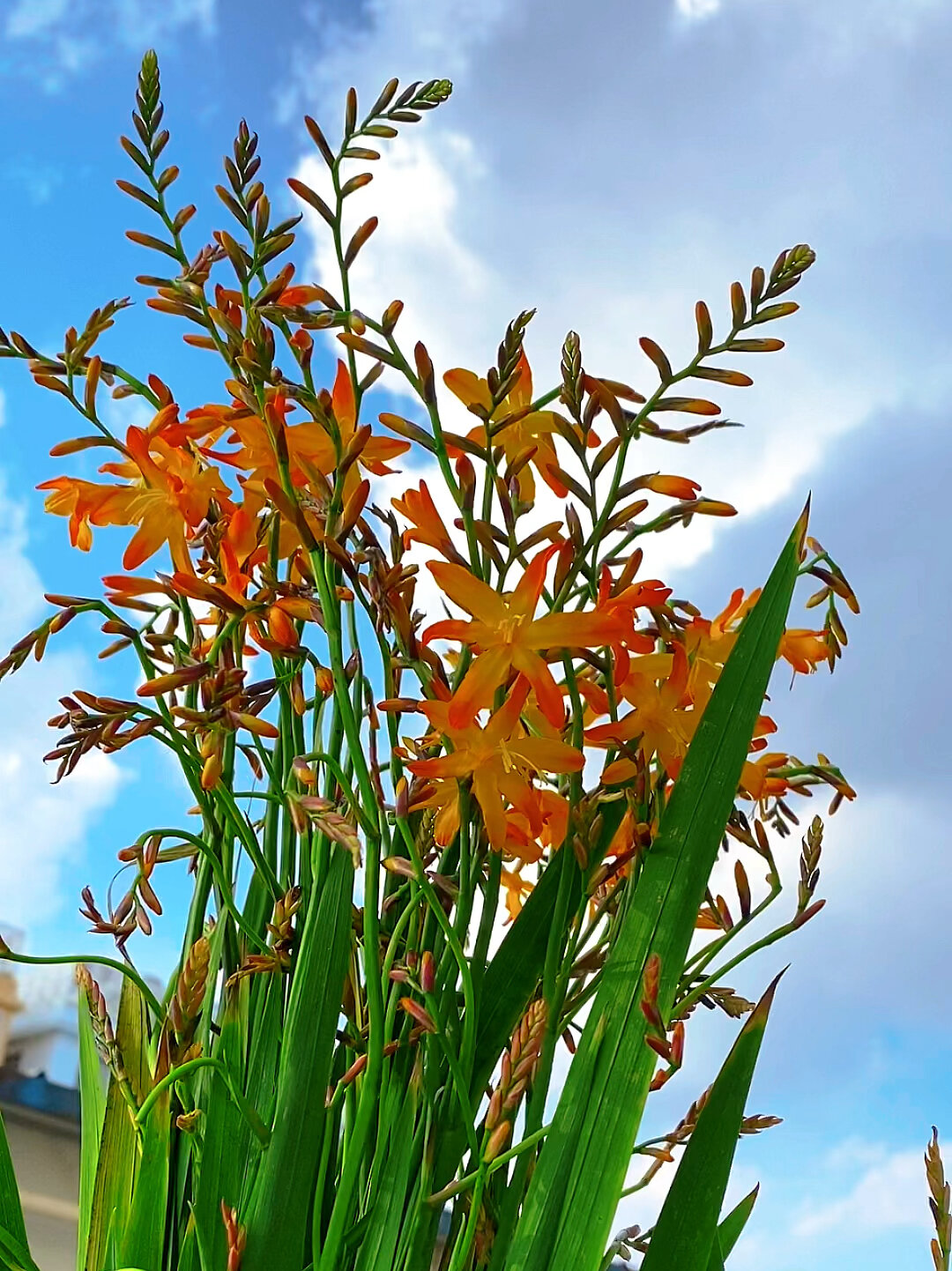 火焰兰鲜切花怎么养图片