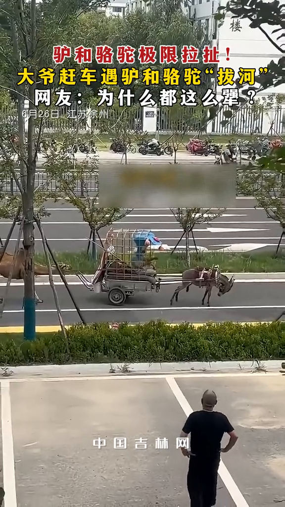 驴和骆驼极限拉扯!大爷赶车遇驴和骆驼"拔河":为什么都这么犟