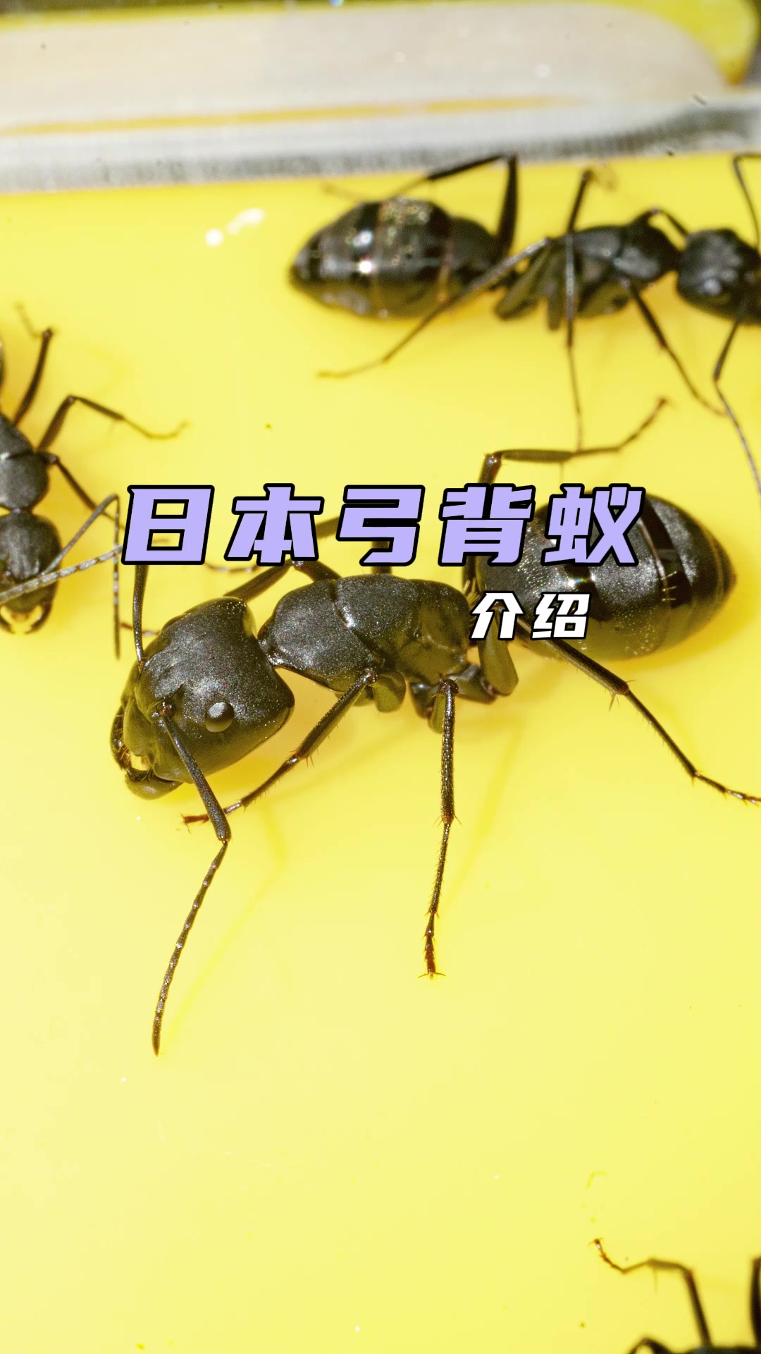 日本弓背蚁是一种大小工蚁分化的蚂蚁