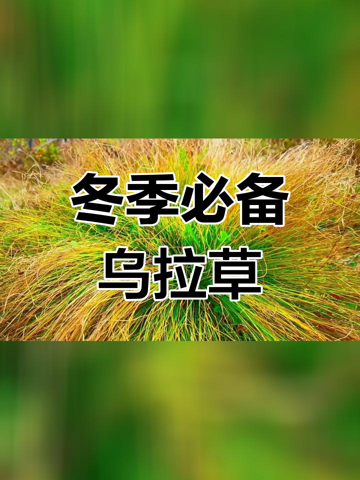 乌拉草作用图片