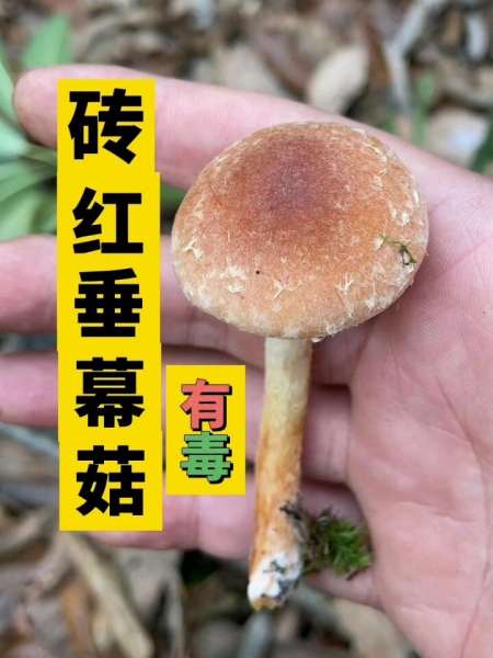 云南有毒蘑菇图片大全图片