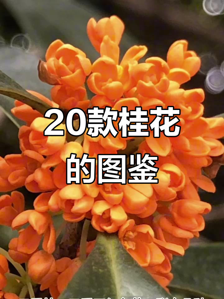20种桂花全解析,教你如何辨别不同品种