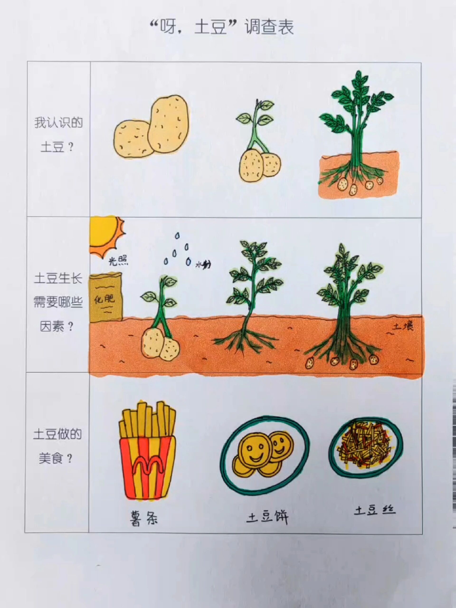 幼儿园作业呀土豆调查表土豆生长过程