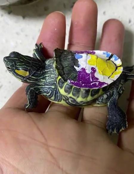 乌龟被涂彩绘1年龟壳畸变,清理彩绘后龟壳才逐渐长大正常