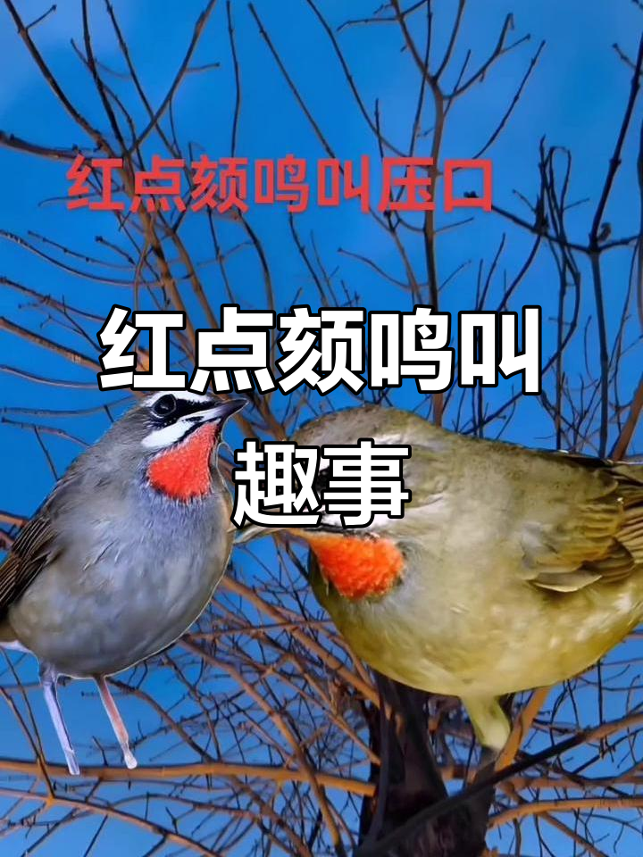 红点颏的独特叫声,像玩具一样有趣