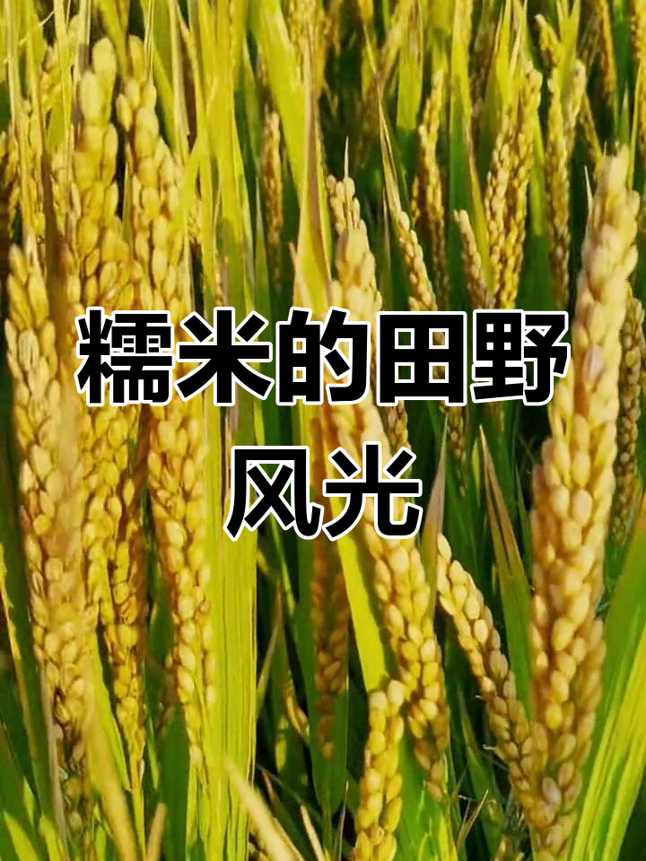稻田里的糯米香,夕阳下的希望