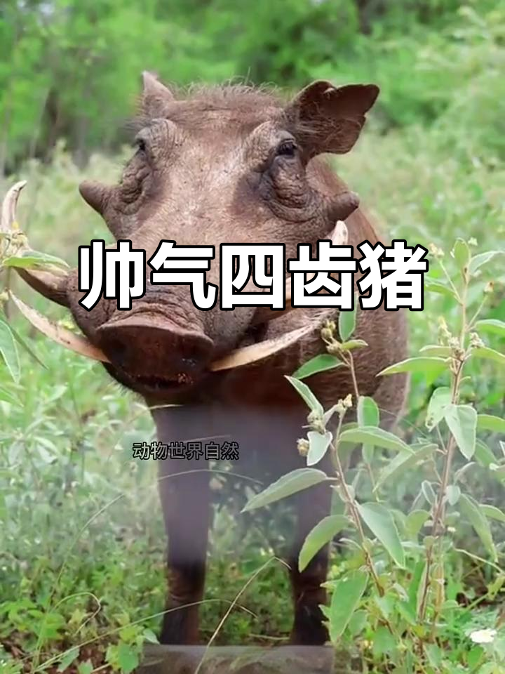 这只猪有四个大獠牙,霸气十足却总用不上