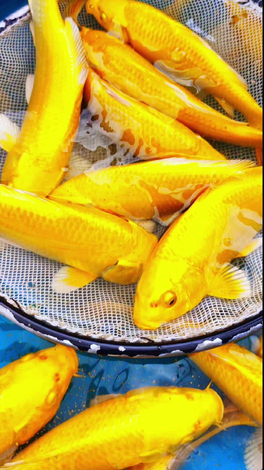 黄金锦鲤