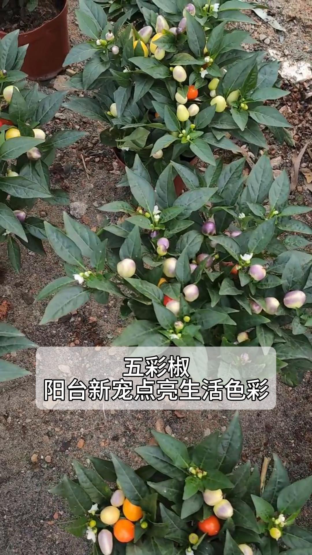 五彩椒催芽图片