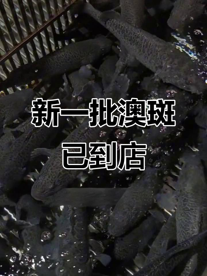 9月澳洲国宝澳斑到货,龙纹斑路亚钓法揭秘