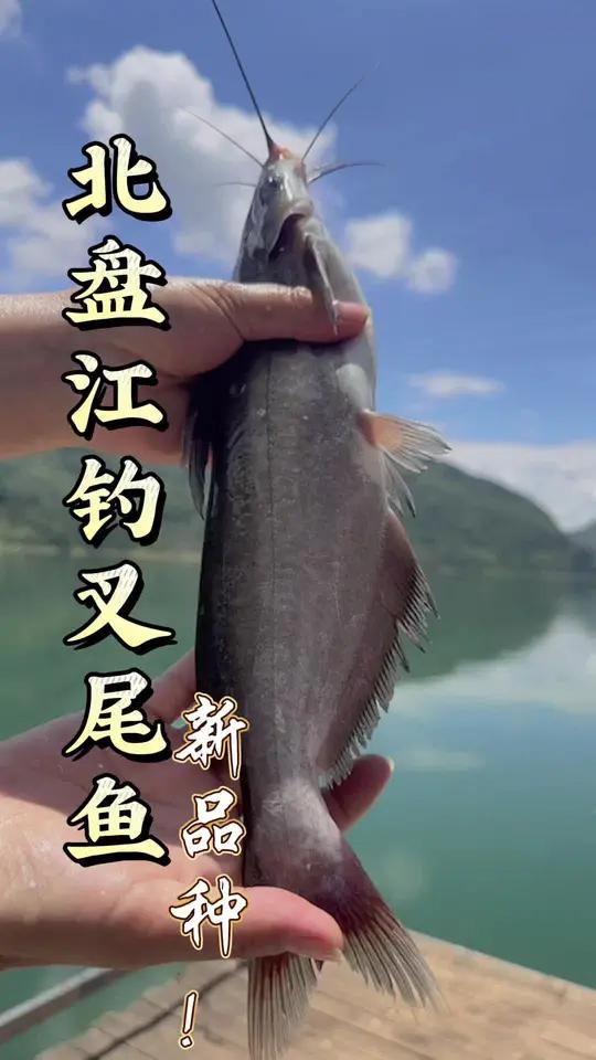 北盘江解锁新鱼种叉尾!人生第一次遇见这种鱼!