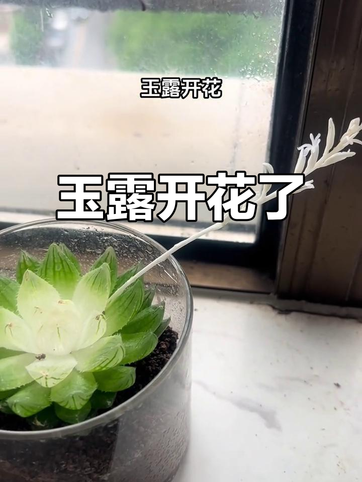 玉露开花,生活因热爱而有趣