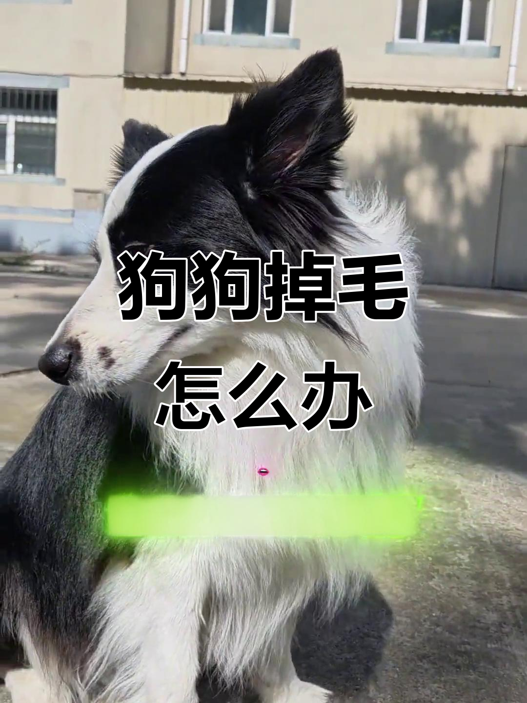 狗狗掉毛季,边牧日常大揭秘!