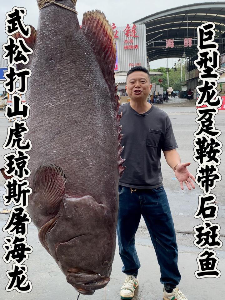 世界上最大最贵石斑鱼,巨型龙趸石斑