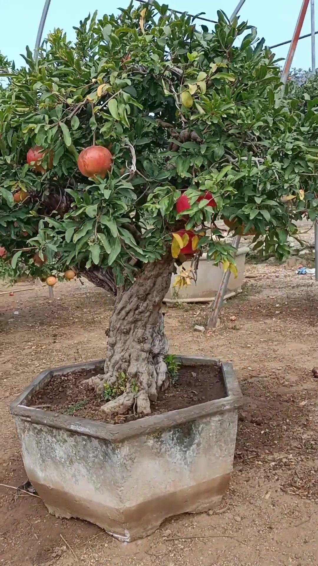 获奖石榴盆景图片