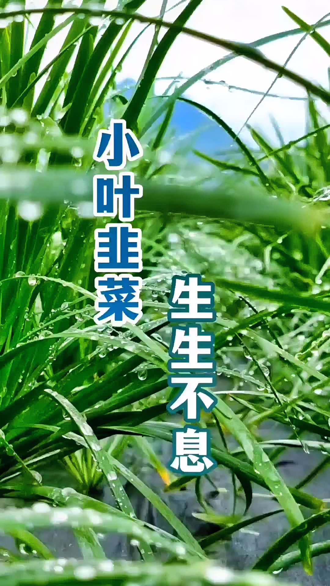 人生如韭菜一茬又一茬生生不息抖音助农新农人计划助力三农