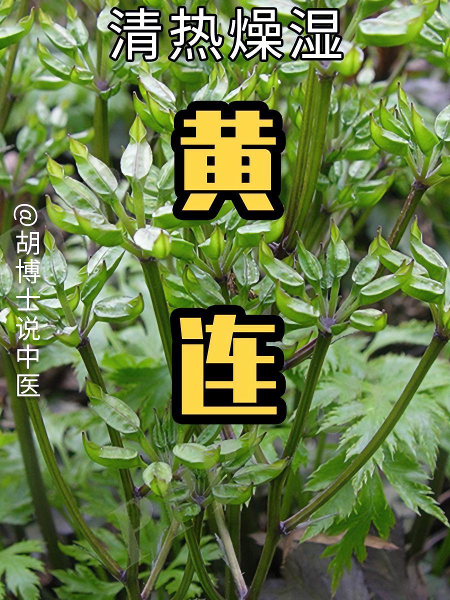 黄连 黄连 中草药 中药 胡博士说中医