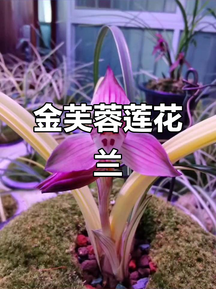 正式命名《金芙蓉》兰花,莲瓣兰新宠登场