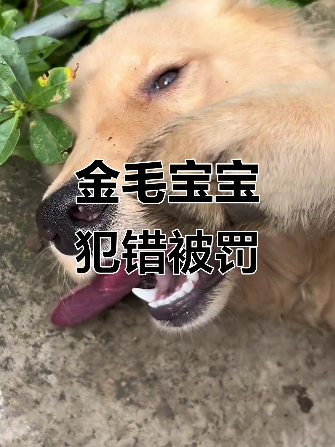小金毛调皮不听话,被罚站教训它