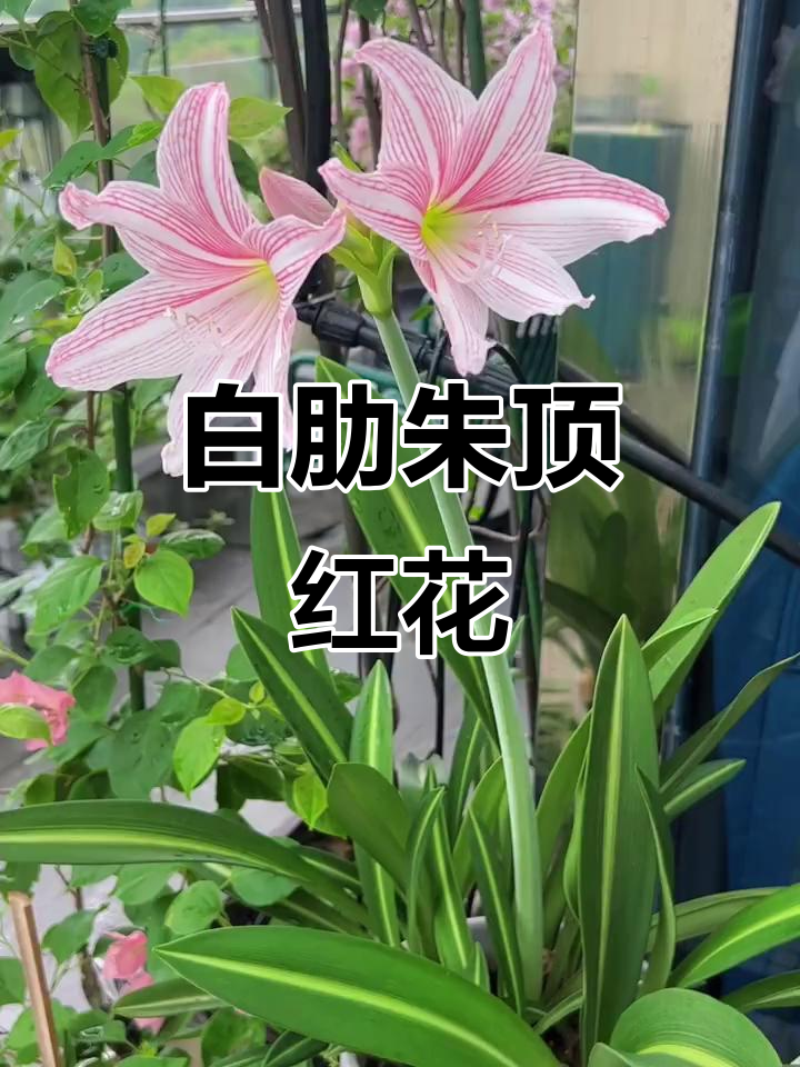 朱顶红白肋:单瓣品种,开花多又便宜