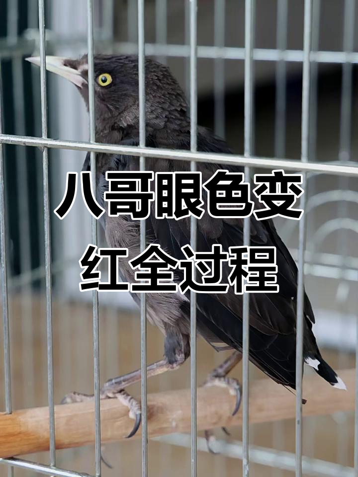 八哥眼睛从黑到红的奇妙变化,过程竟然这么有趣!