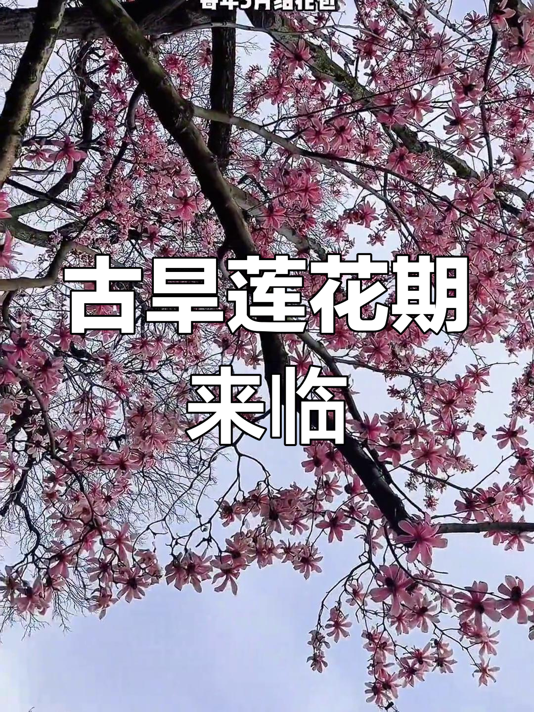 汉中古旱莲盛开,百年珍稀花朵带来好运