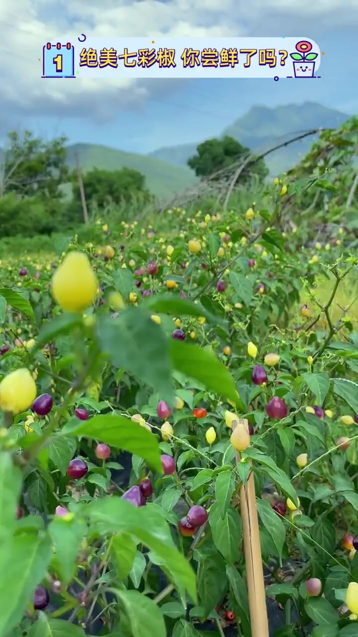 绝美七彩椒