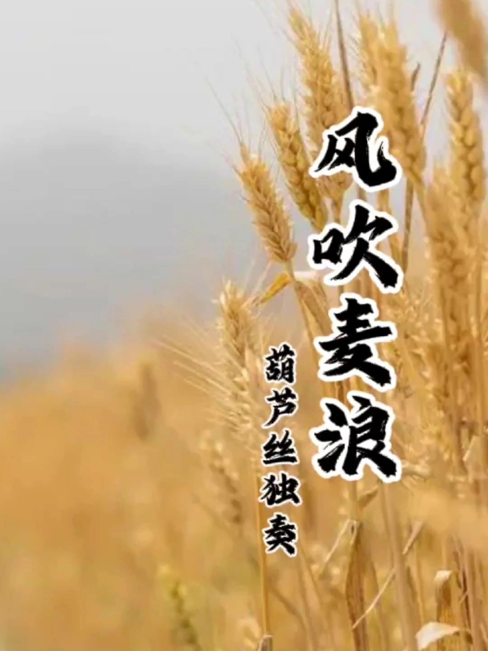 《风吹麦浪》七孔葫芦丝吹奏 a调吹奏完整版
