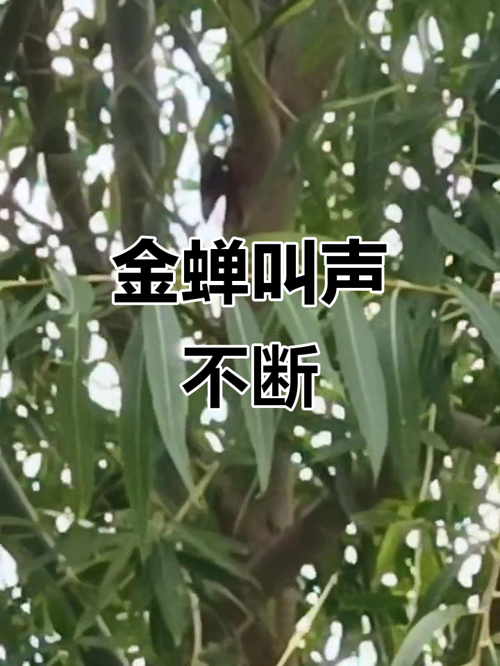 山西绛县柳树上金蝉鸣叫,声音不绝于耳
