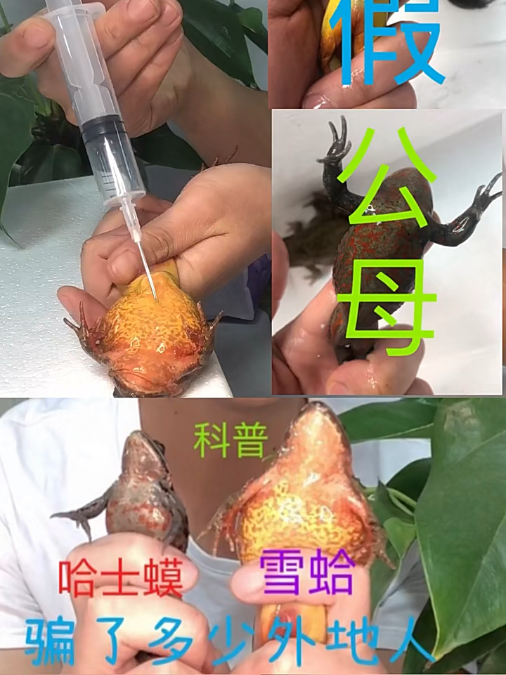 林蛙(雪蛤)哈士蟆 公母真假辨别科普-度小视