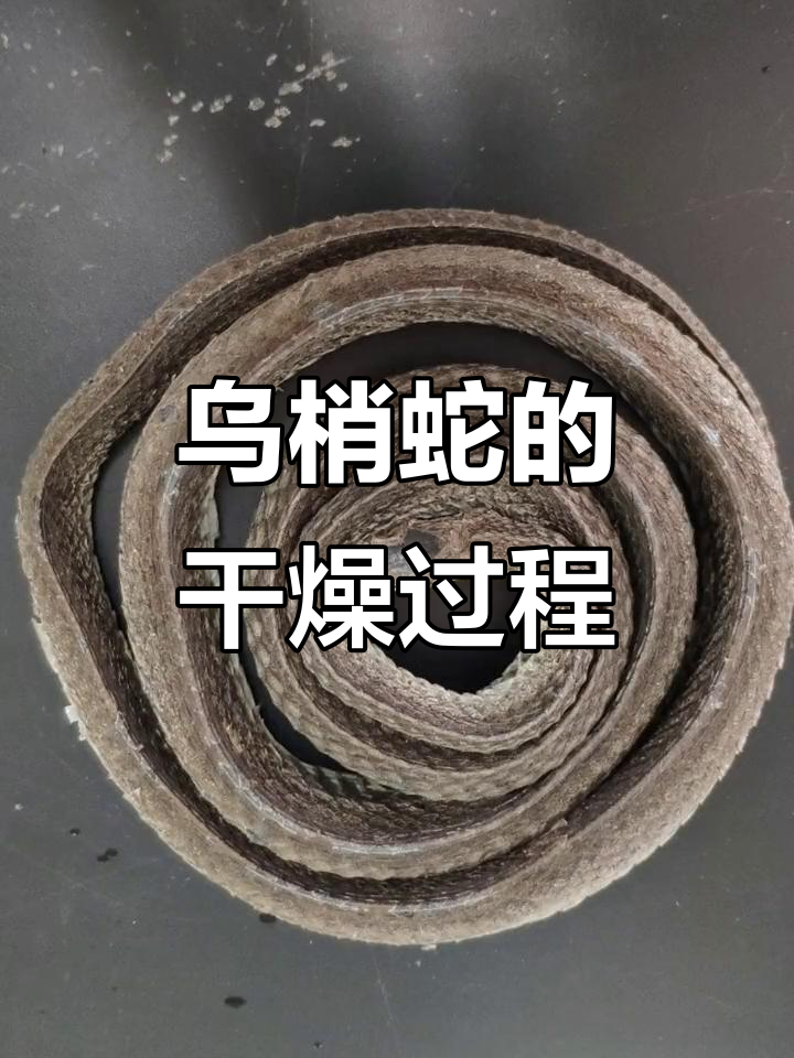 乌梢蛇干燥体,夏秋捕捉,去内脏盘成圆状