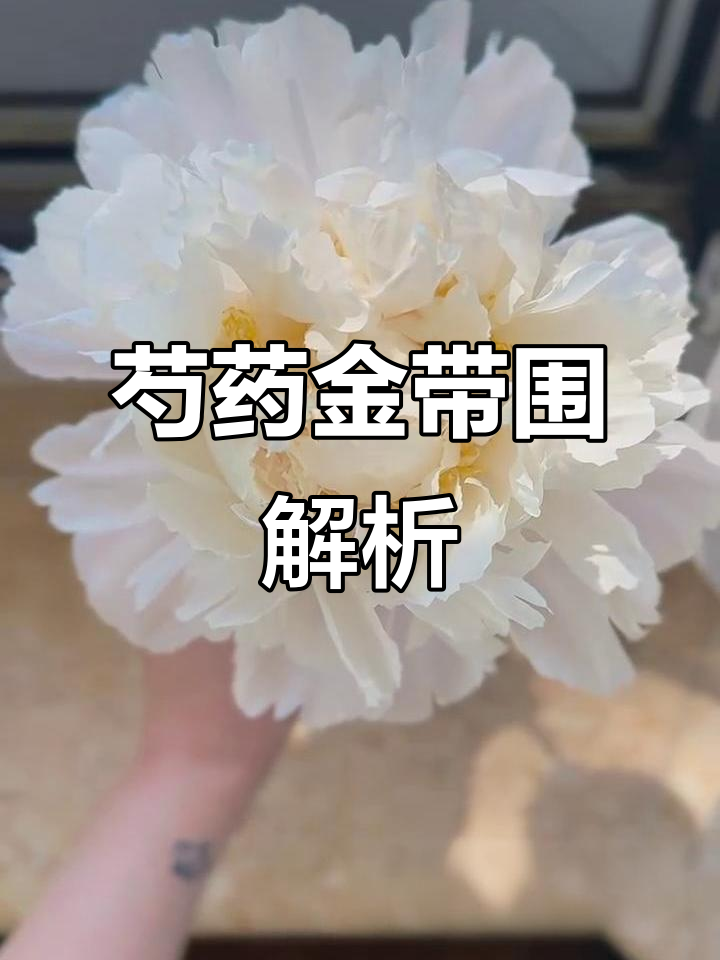 芍药金带围:一种独特的美感与文化传承