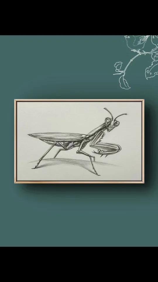 简单易学的素描昆虫螳螂画法 画画 零基础教学 一起学画画 素描 素描