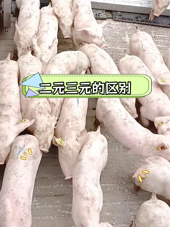 如何区分二元与三元猪?