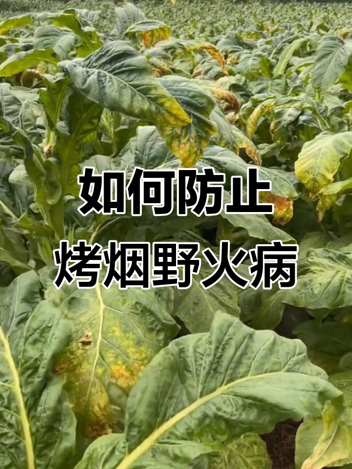 烤烟野火病防治全攻略,提前预防效果更佳