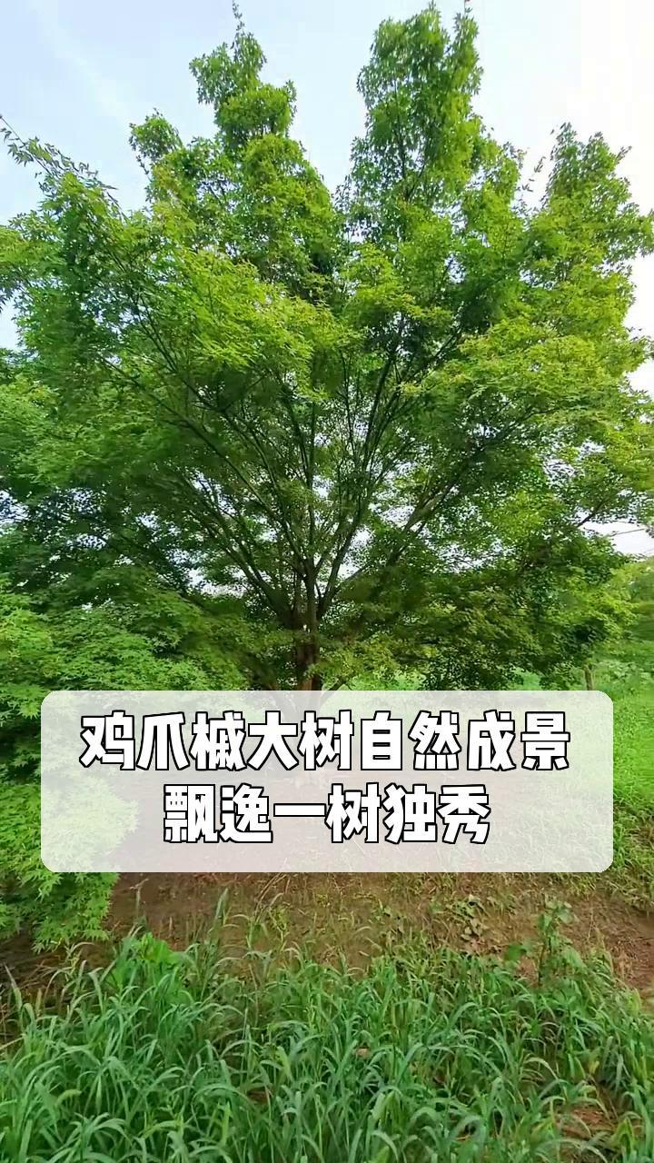 鸡爪树图片 药用价值图片