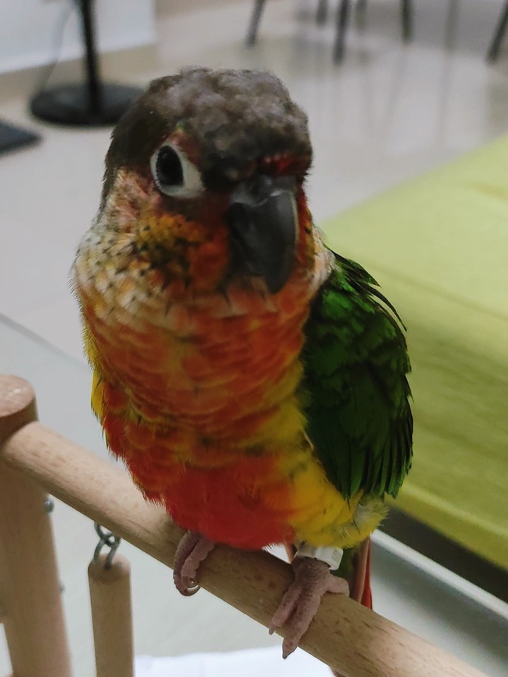 小太阳鹦鹉的叫声(音量预警)-度小视