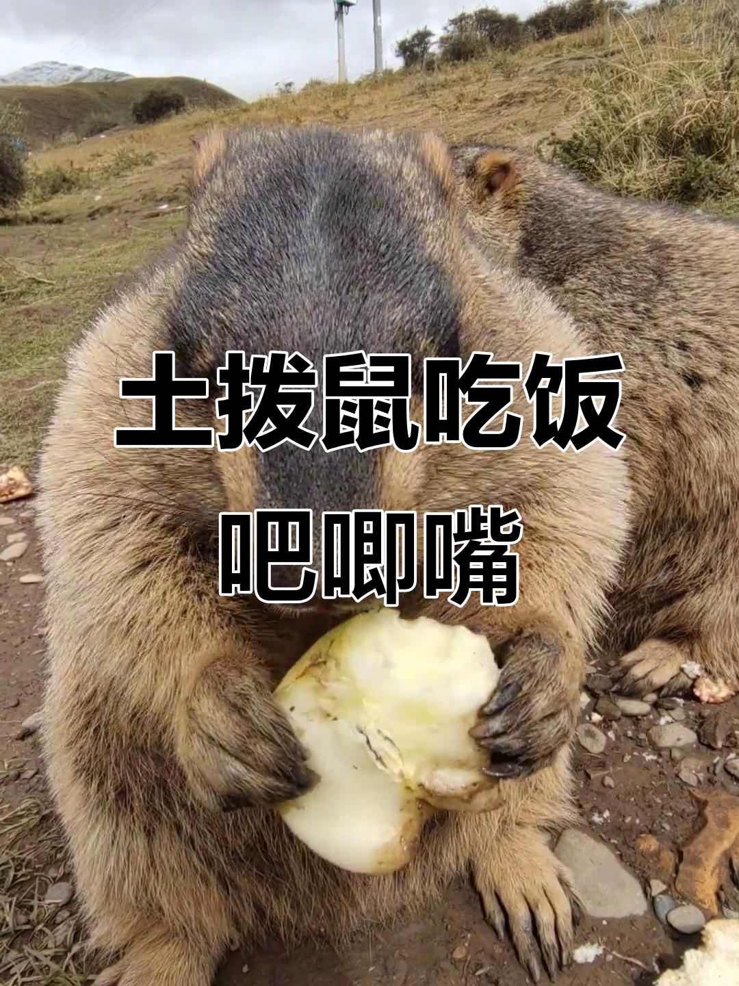 土拨鼠吃东西竟然这么搞笑,吧唧嘴太可爱了