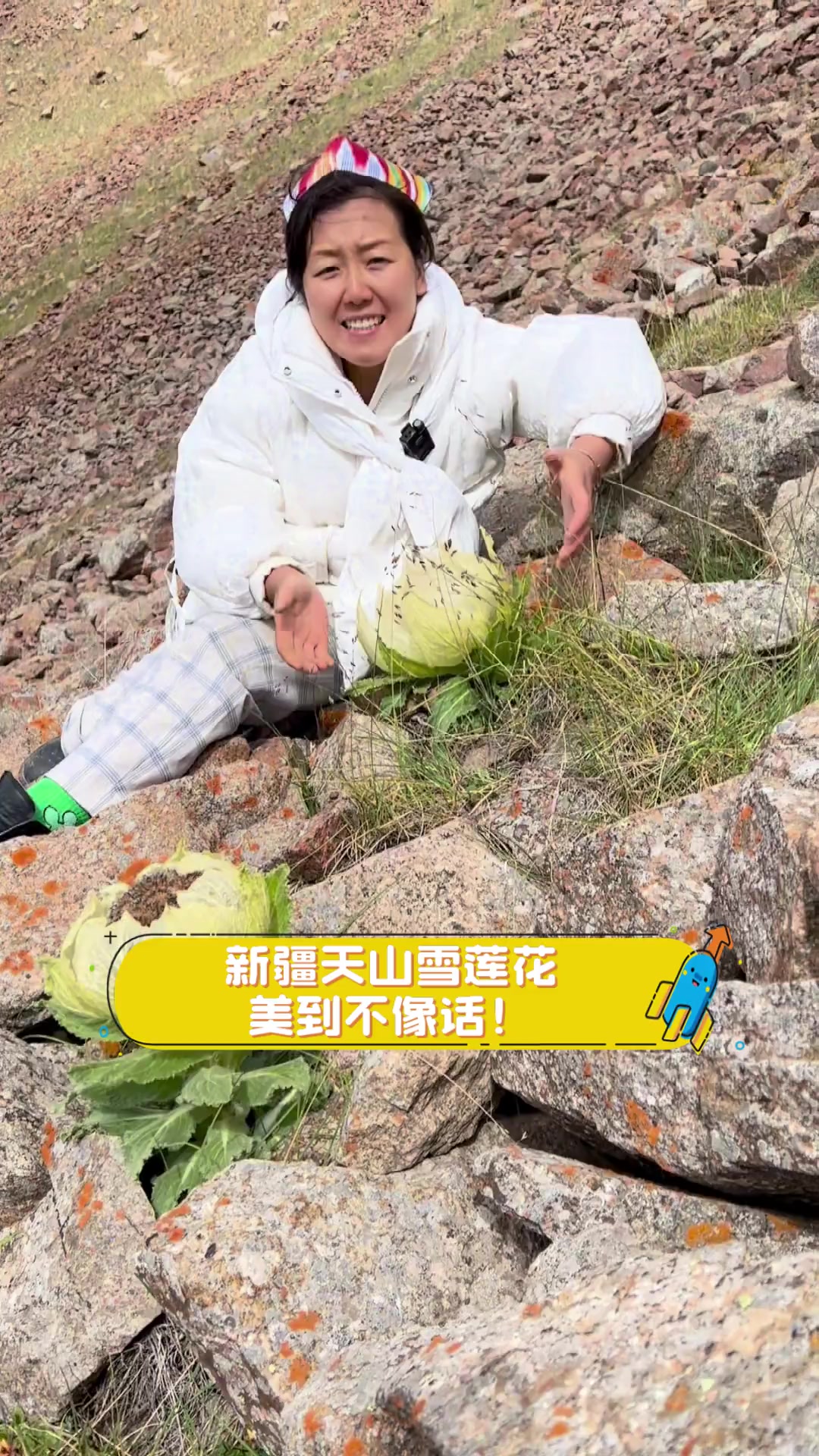 新疆天山雪莲花,美到不像话!
