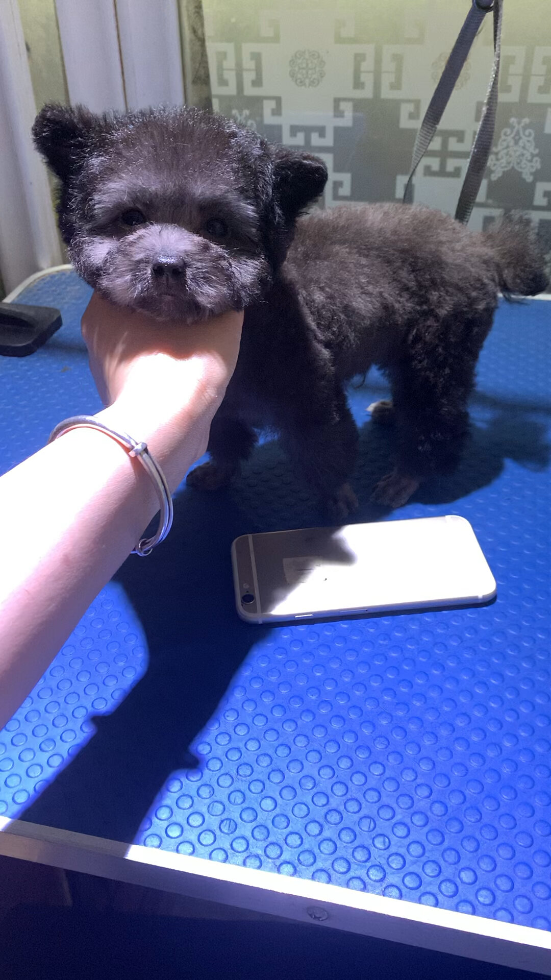 微小体灰泰迪,公,3个月1.5斤.5800