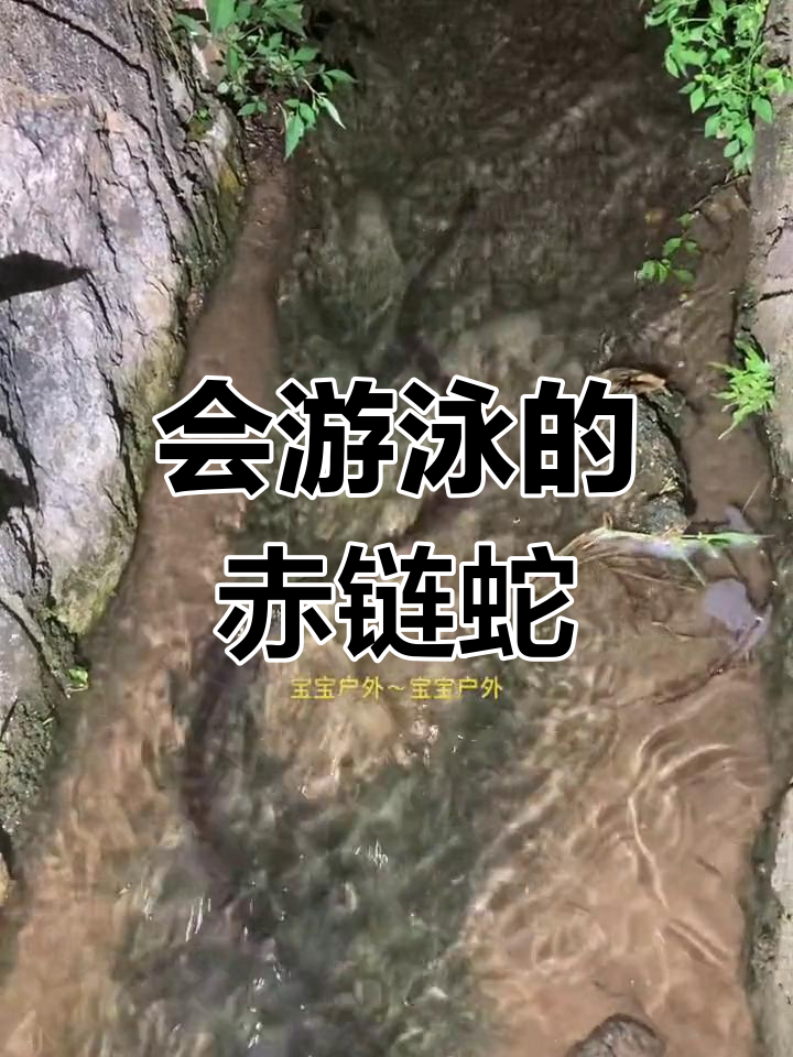赤链蛇水中游动,农村生活奇观
